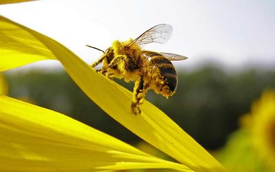 Is Beeswax an Eco-Friendly and Food-Safe Material for Household Use?