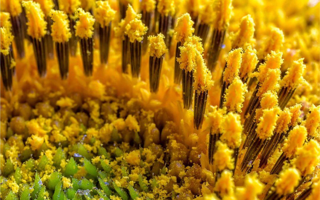 Is Sunflower Wax Versatile?