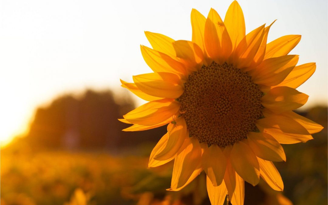Sunflower Wax and Its Applications: 10 Surprising Uses