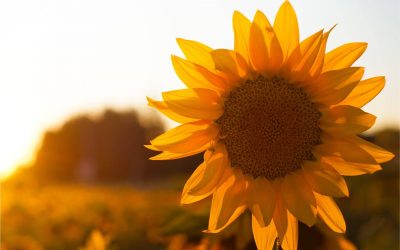 Sunflower Wax and Its Applications: 10 Surprising Uses
